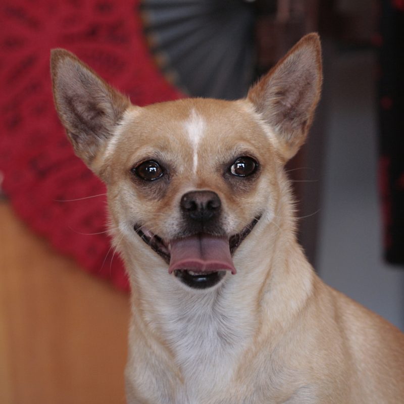 Chevy Breed : Chihuahua
