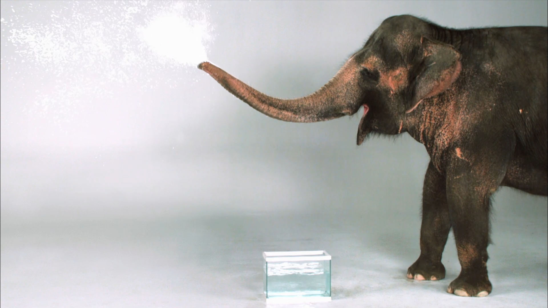 Spray from elephant