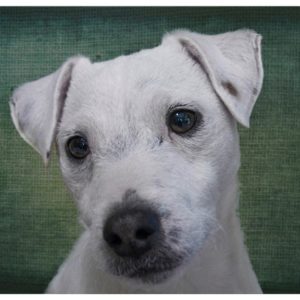 Bomber & Jane Breed: Jack Russell Terriers