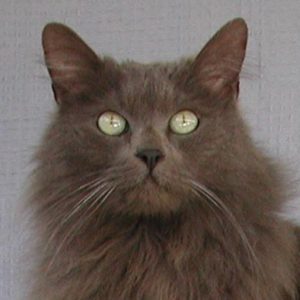 Long Hair Gray Cat