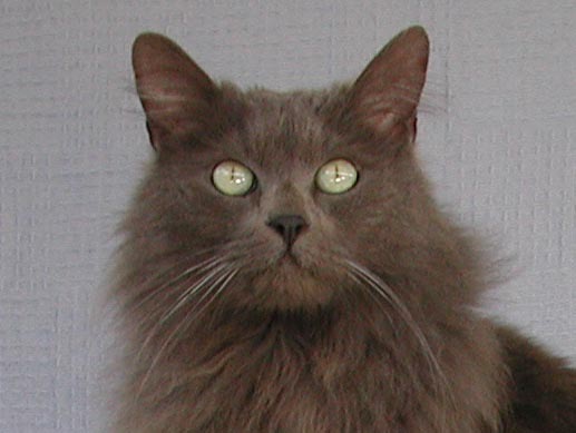 Long Hair Gray Cat
