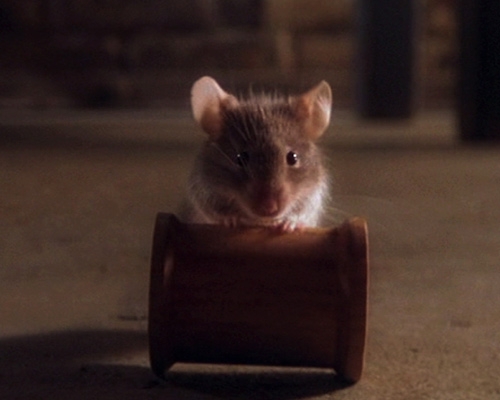 Rats / Mice