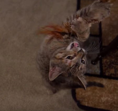 Awesome Cats In Slow Motion