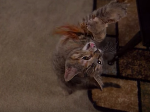 Awesome Cats In Slow Motion